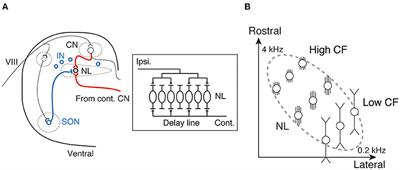 Cellular Strategies for Frequency-Dependent Computation of Interaural Time Difference